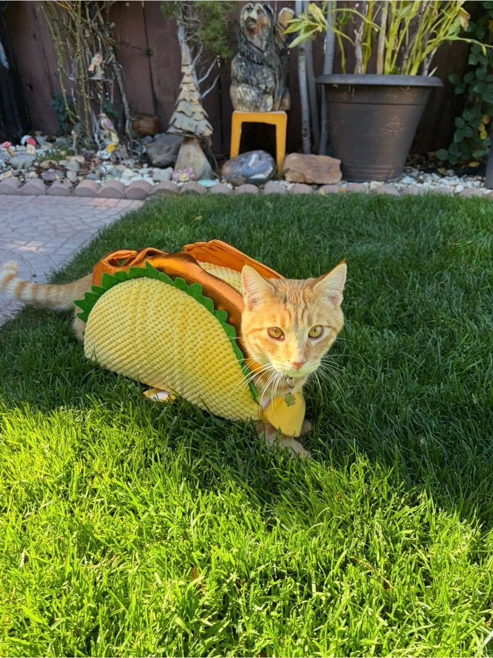 Fish Taco Pet Costume (Two)